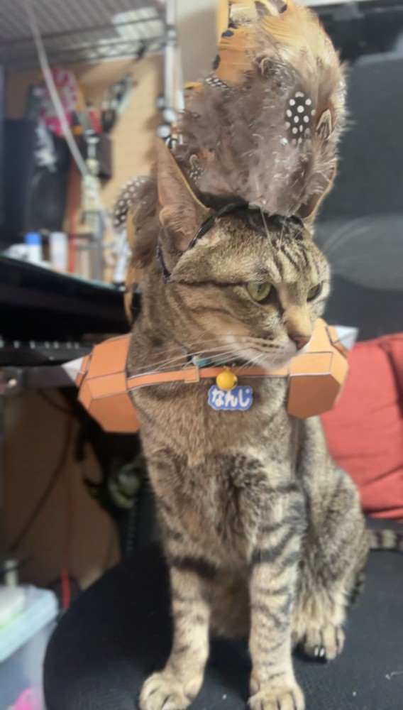肩にもアイテムをつけた猫