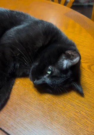 目を開けて横たわる黒猫