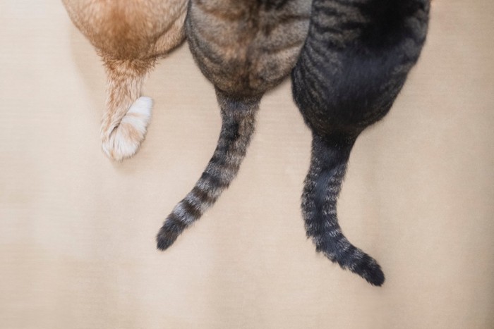 3匹の猫のしっぽ