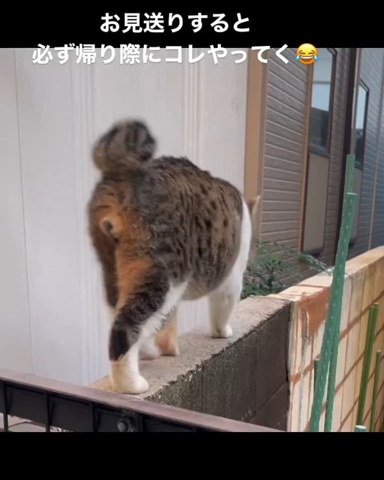 塀の上を歩く猫