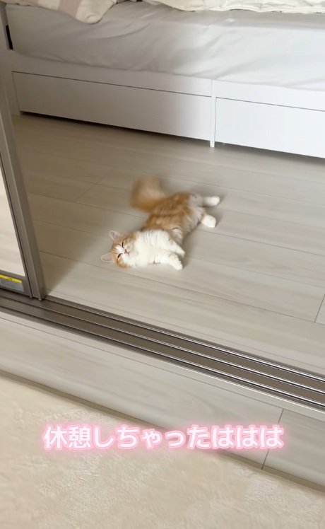 床に寝そべるマンチカン