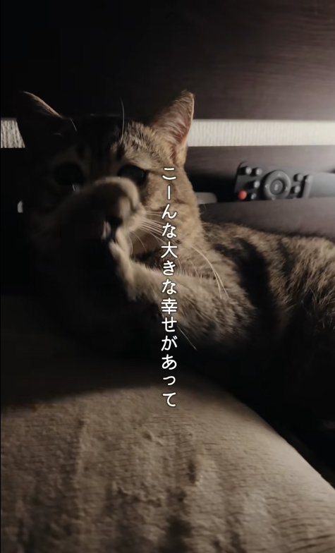 枕に上半身を乗せて両前足を顔の前で合わせている猫
