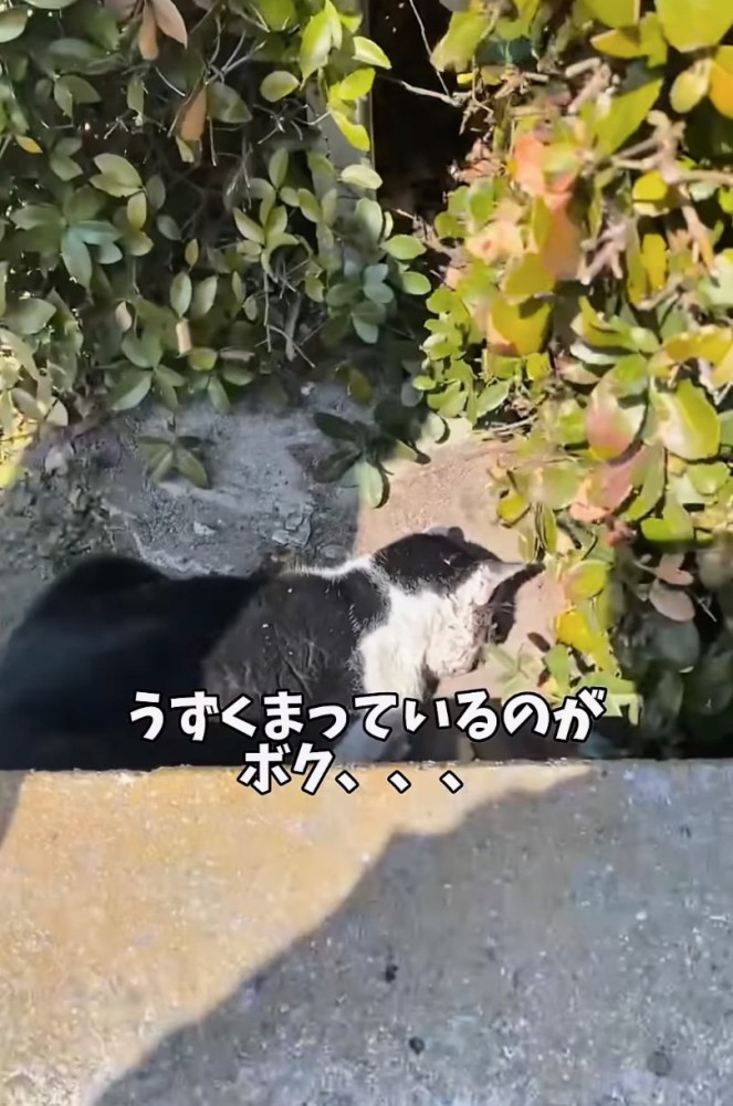 道路の側溝に蹲る猫