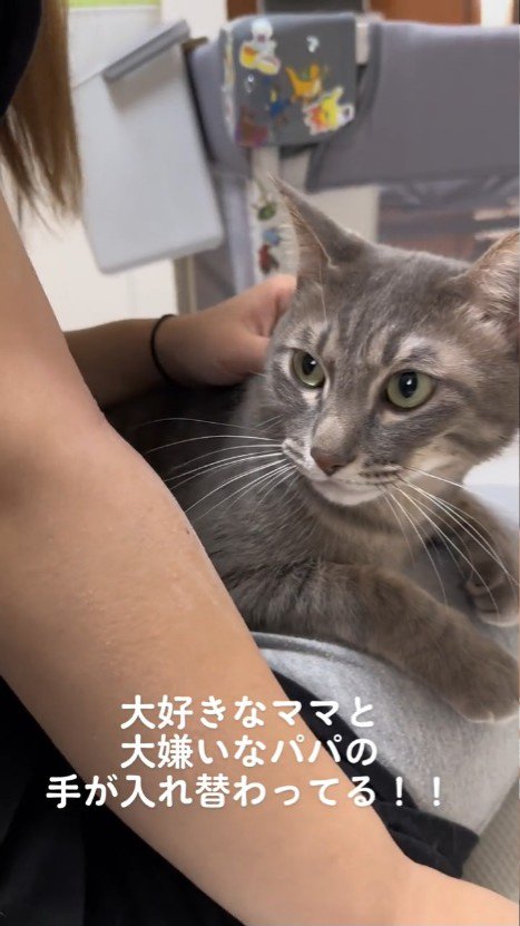 首をなでられる猫