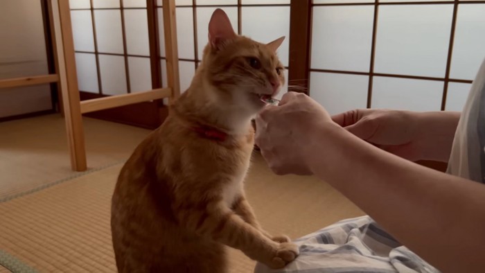 おやつを食べる猫