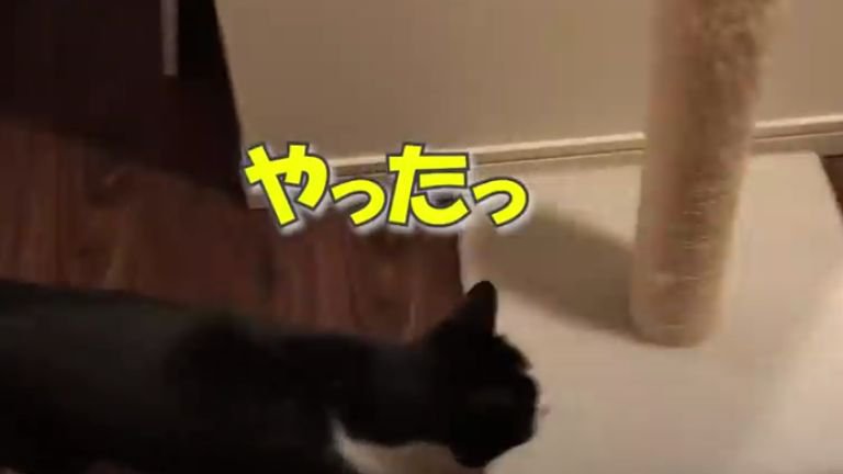 廊下を歩く猫