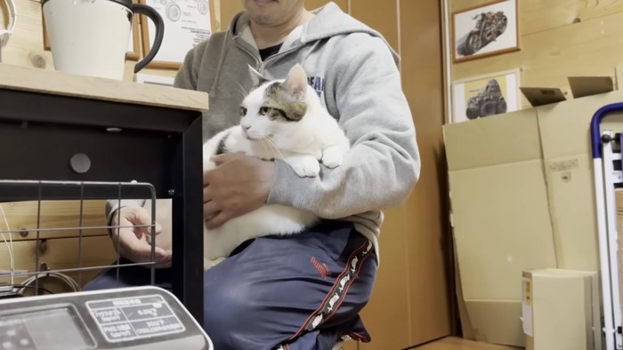 膝の上でくつろぐ猫の写真2