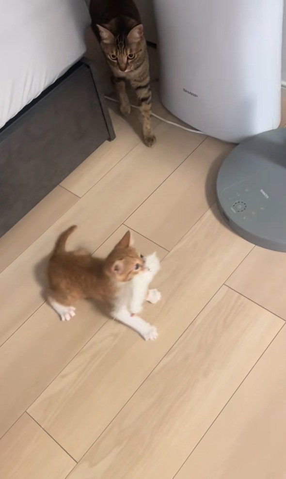 後ずさりするうーろんちゃん