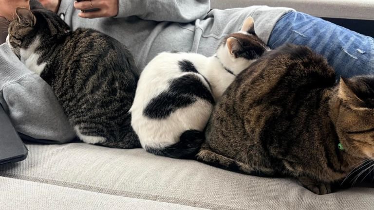 眠っている猫と男性
