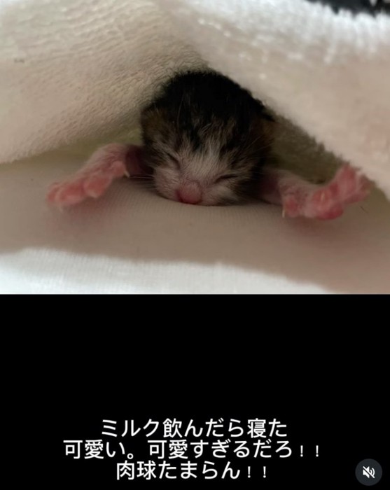 伸びをする赤ちゃん猫