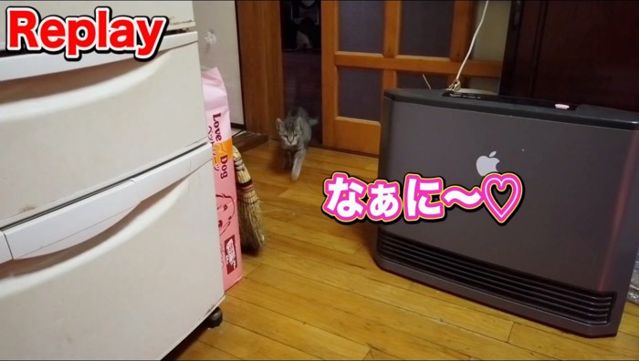 部屋の中へ入ってくる猫