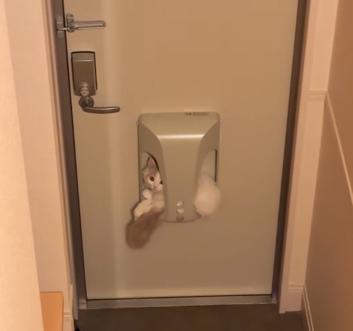 郵便ポストの中に子猫