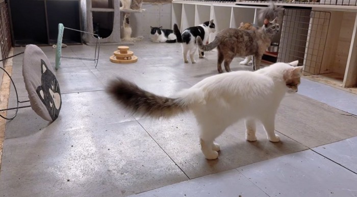 部屋を歩き回っている猫達