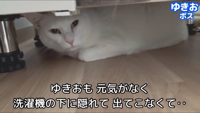 洗濯機の下に隠れている白猫