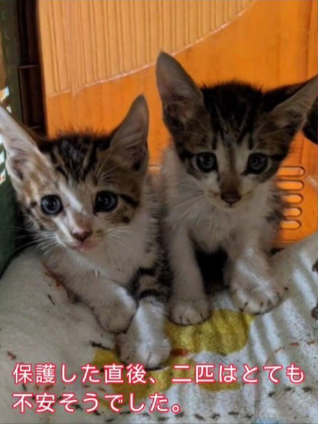 キャリーの中にいる子猫たち