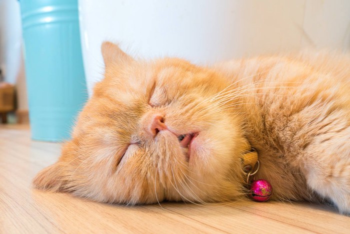 口が半開き状態で眠る猫