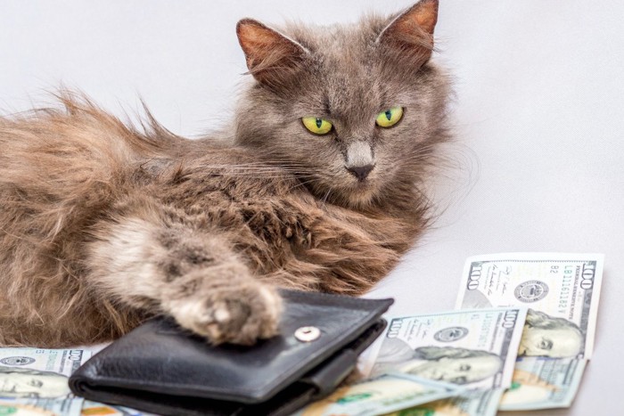 猫とお金