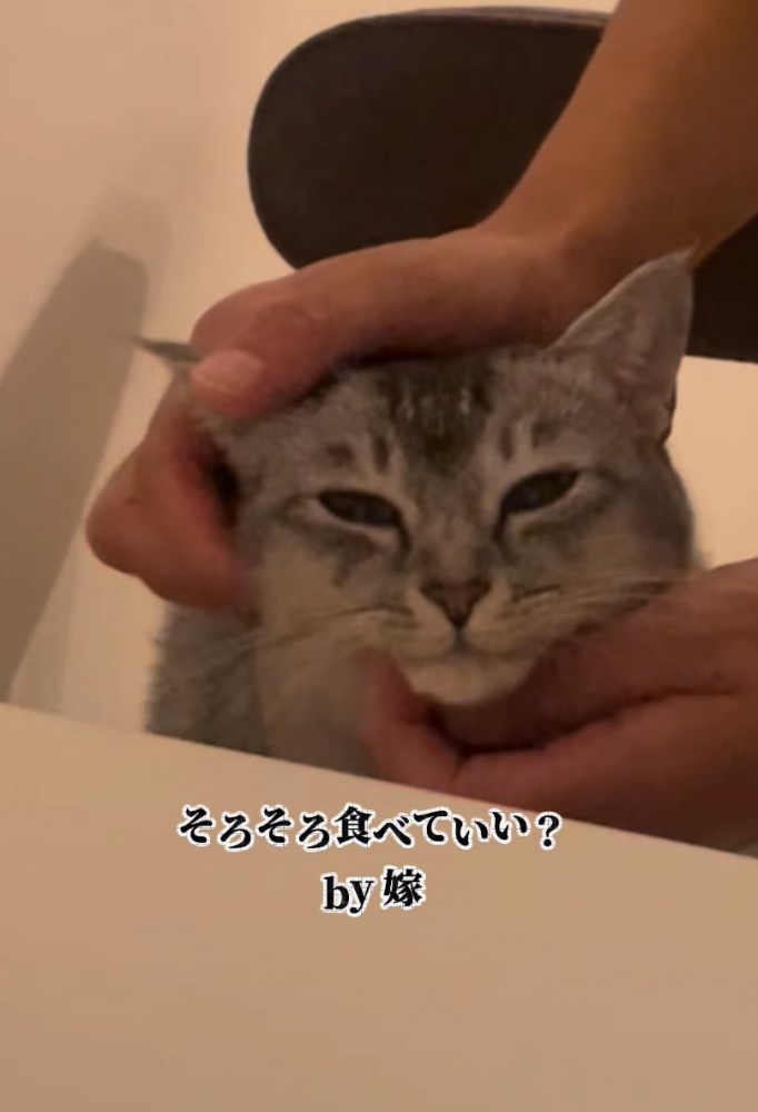 満足そうな猫