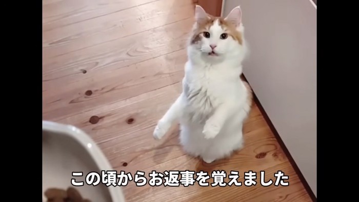 鳴いている猫