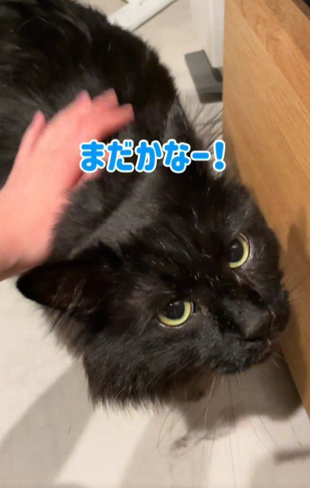 なでられる黒猫
