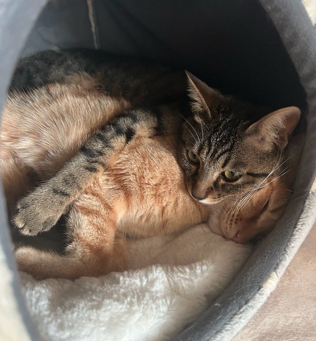 眠っている茶トラ猫を抱きしめるキジトラ猫