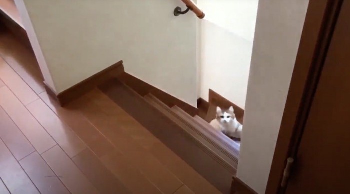 階段を駆け上ってくるキジ白猫
