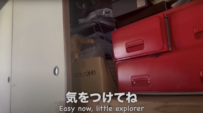 押入れに入っていく茶トラ猫
