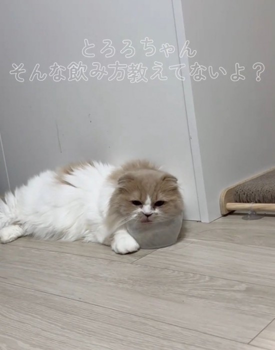 独特なポーズで水を飲む猫