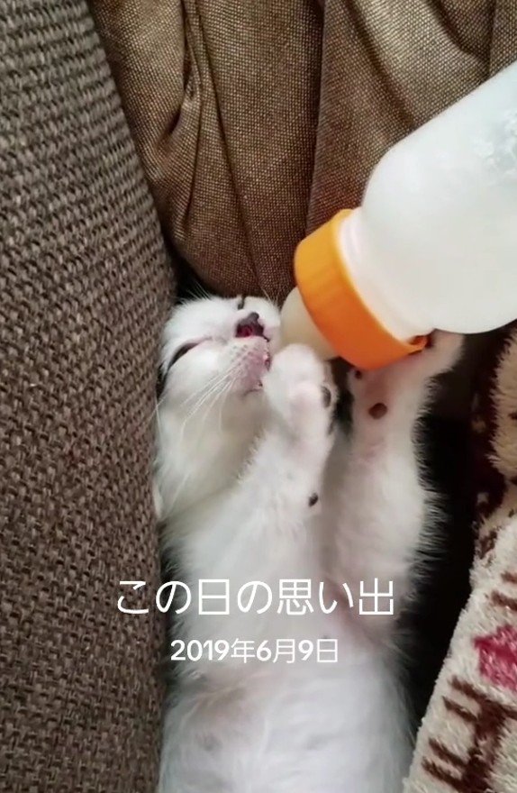 ミルクを飲むマロンちゃん