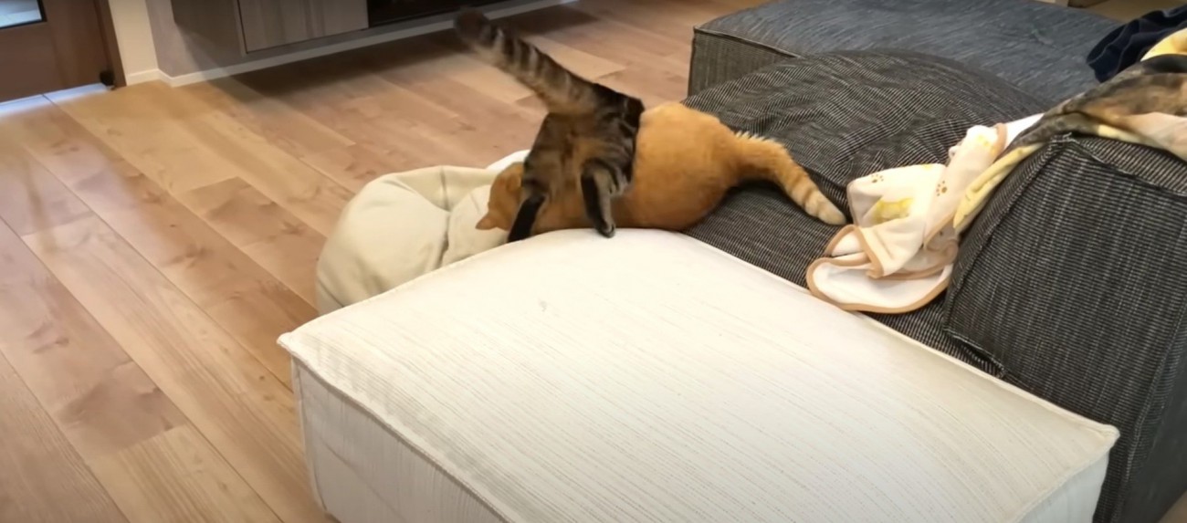 喧嘩をしている2匹の猫