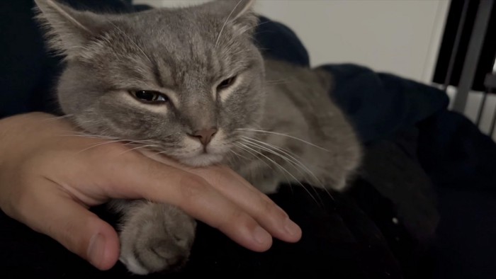 顎を乗せる猫