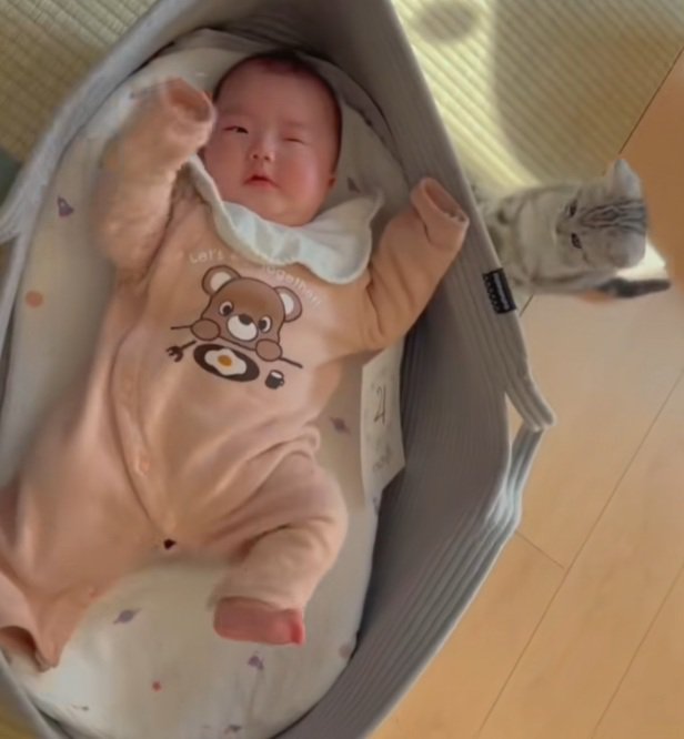 ベビーベッドで寝ている赤ちゃんを見ている子猫