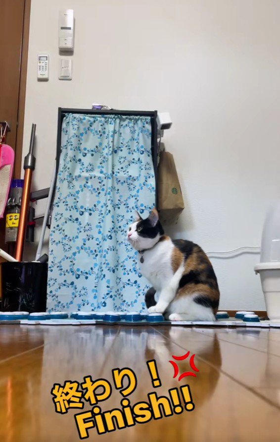 ボタンを押す猫