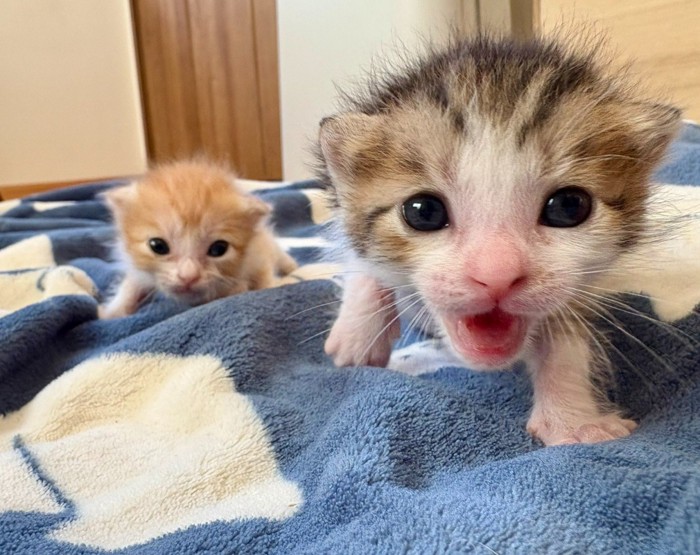 2匹の子猫