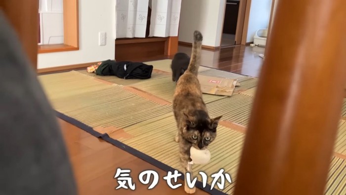 人形を咥えて鳴くサビ猫