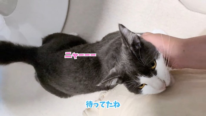 テロップ「待ってたね」