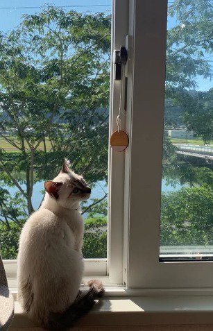 窓辺に座る猫