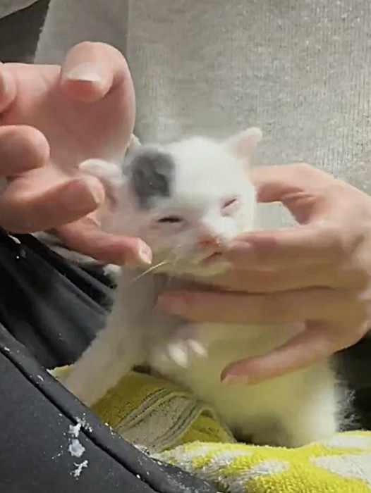 指からご飯をもらう子猫（左下向き）