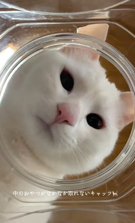 瓶を覗く白猫