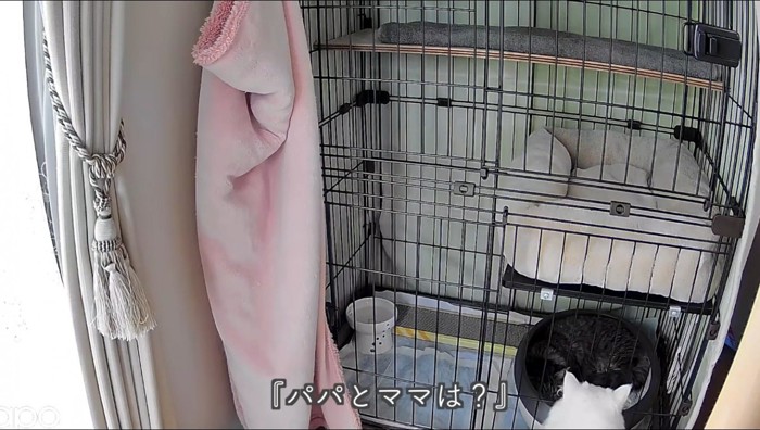 キジトラ猫を見つめる白猫