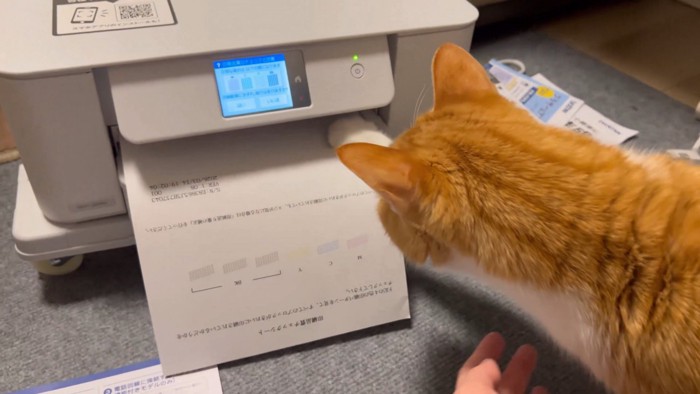 紙に前足を伸ばす猫