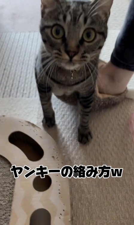 カメラに睨みをきかせる猫