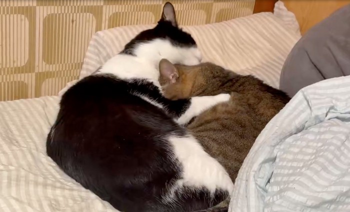 毛繕いする猫