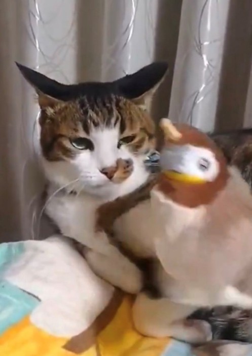 目を細めてイカ耳になっている猫のアップ