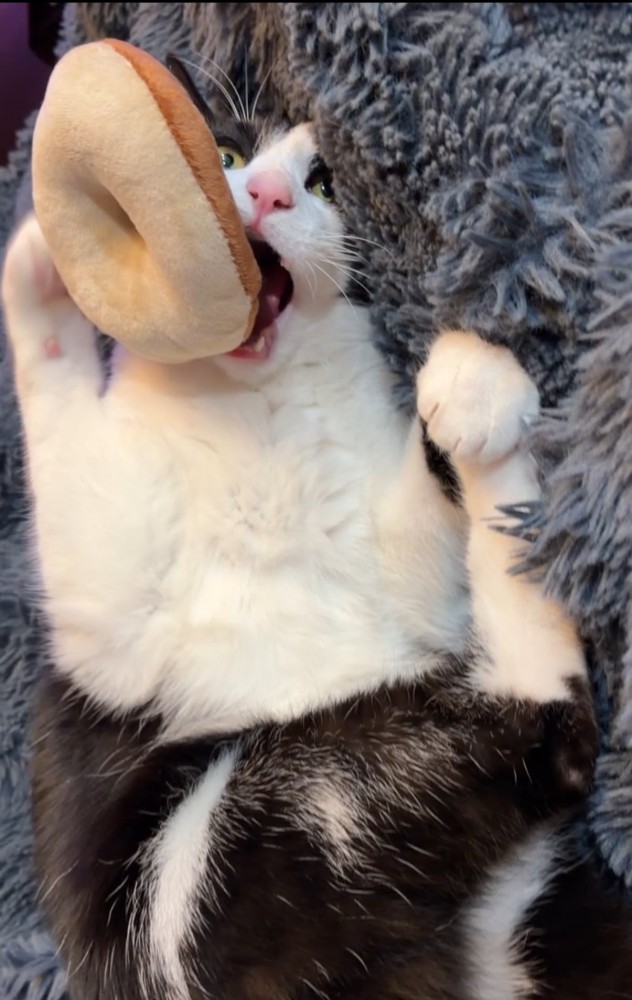 食べようとする猫