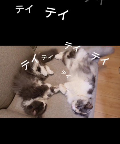 ソファに寝転がる2匹の猫