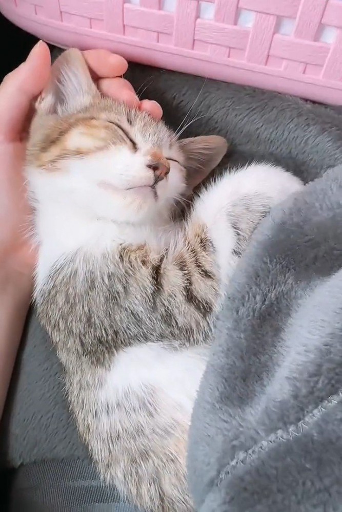 寝ている子猫の顔