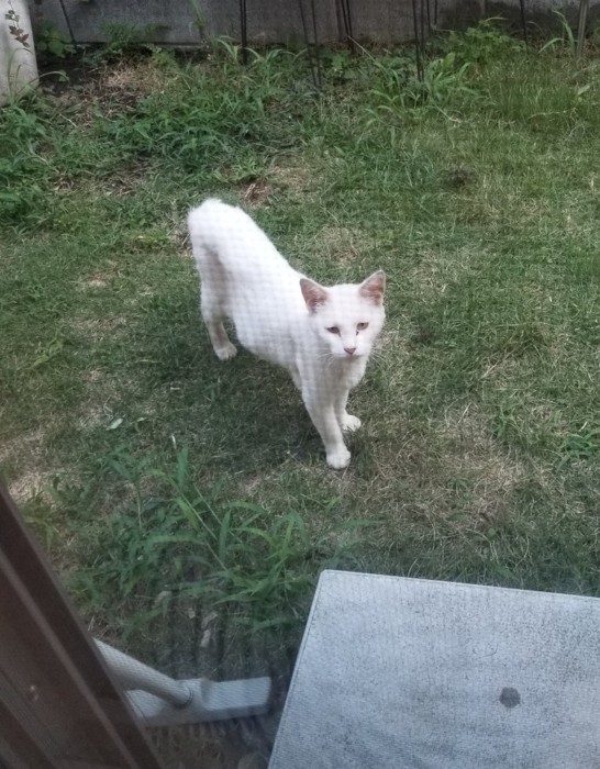 ガリガリだった頃のおもちちゃん