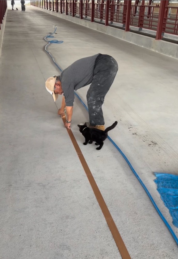 追いかける子猫