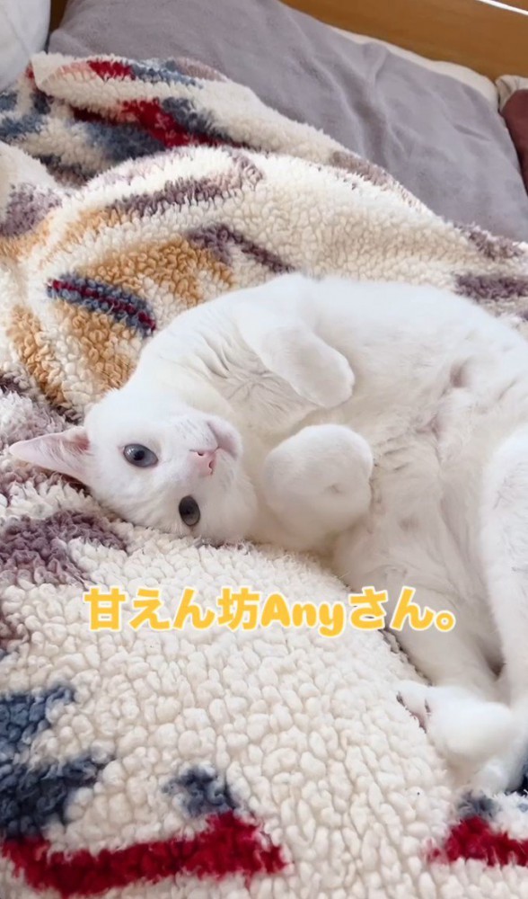 黄色い文字、転がる白猫